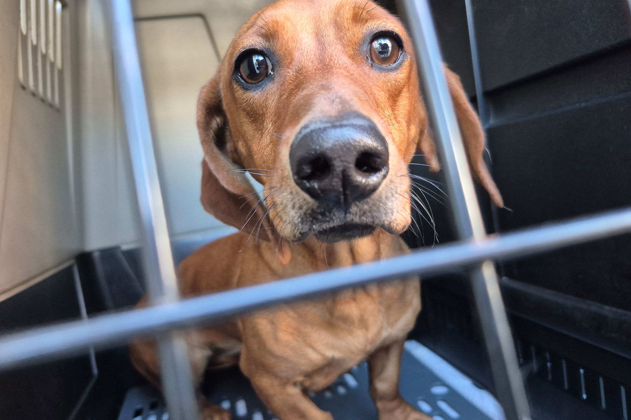 Balalaica, cadela Dachshund