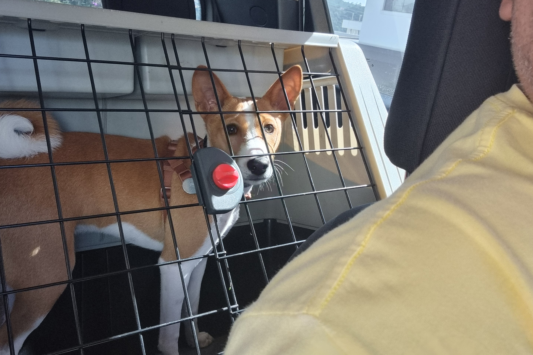 Chico, cão Basenji